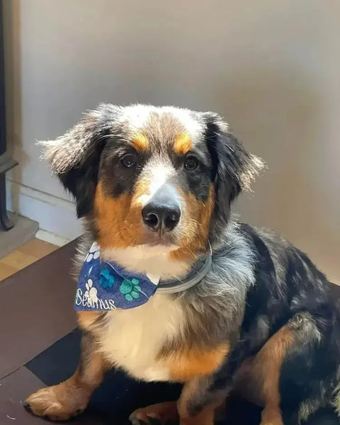 Dog wearing a blue embroidered bandana for collar with paw prints and personalized name