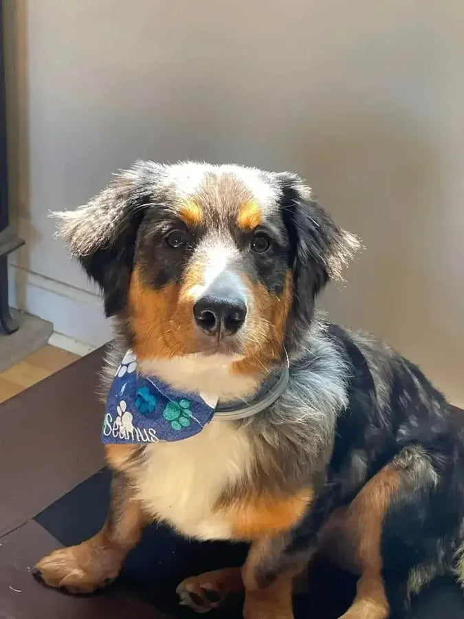 Dog wearing a blue embroidered bandana for collar with paw prints and personalized name