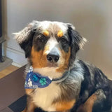 Dog wearing a personalized embroidered blue bandana for collar with paw prints