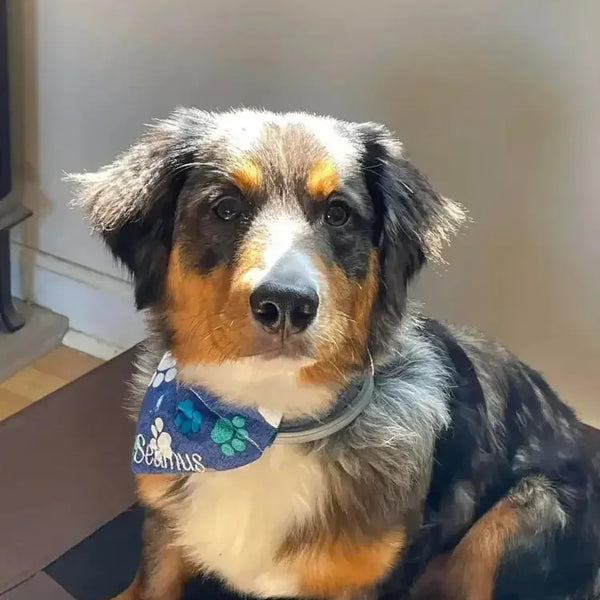 Dog wearing a personalized embroidered blue bandana for collar with paw prints